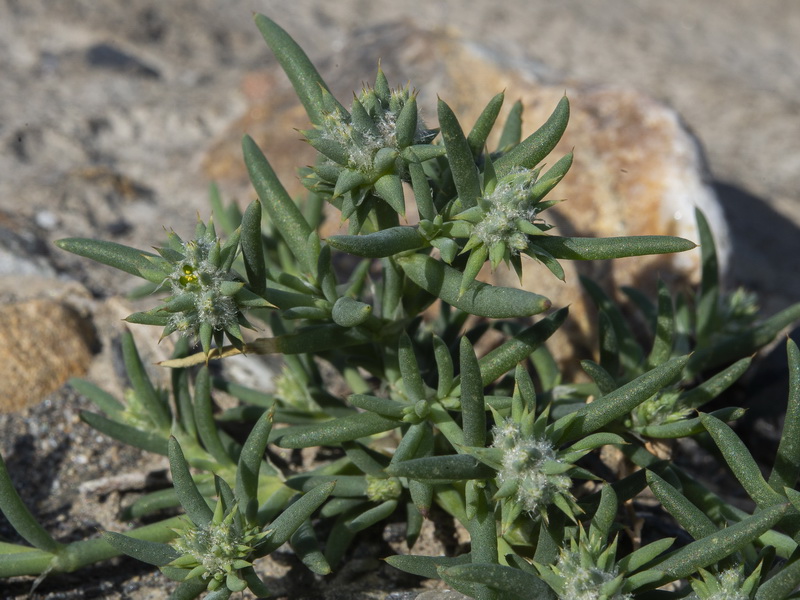 Gymnocarpus sclerocephalus.14