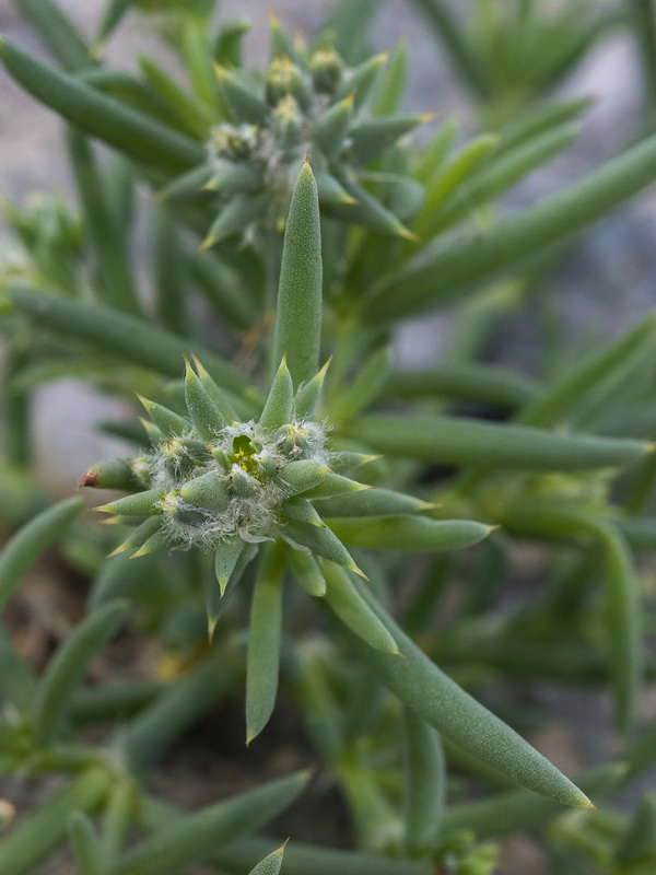 Gymnocarpus sclerocephalus.16