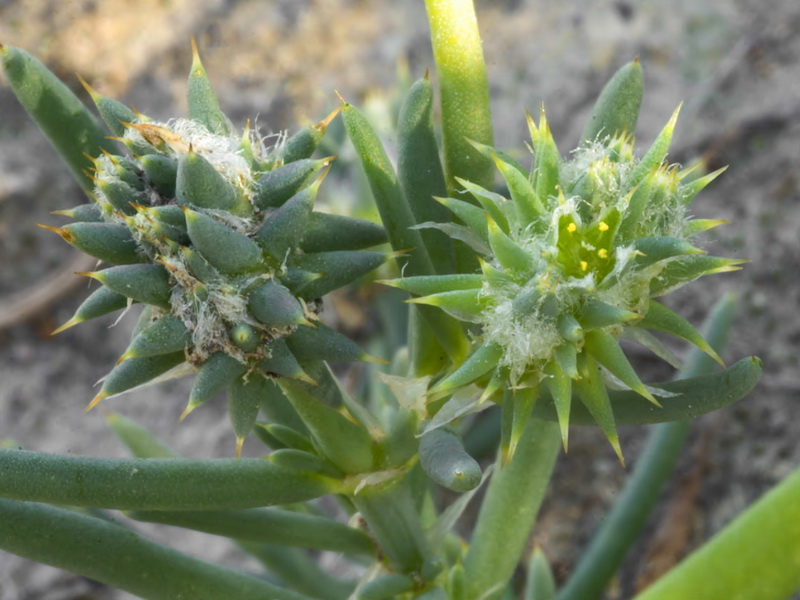 Gymnocarpus sclerocephalus.22