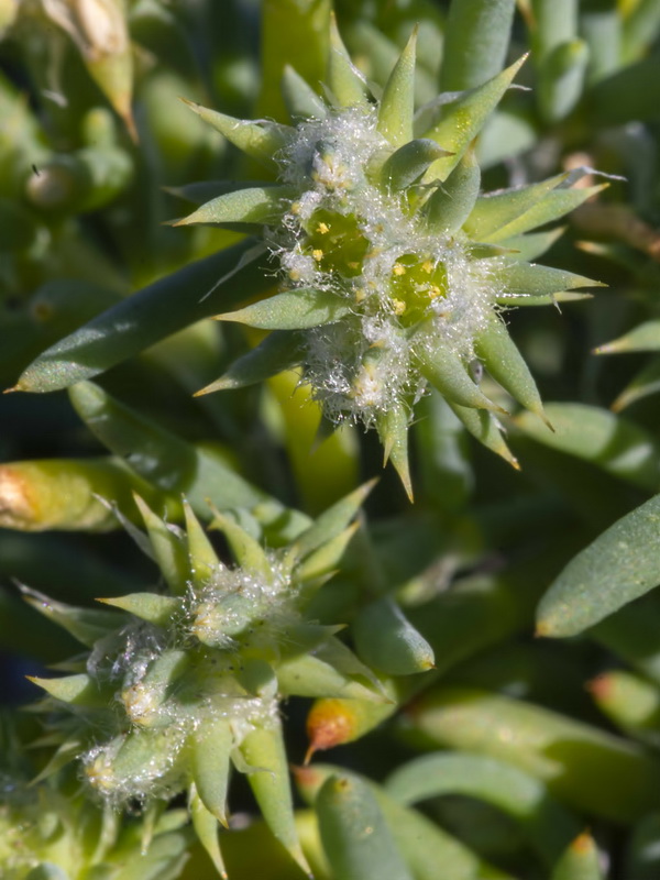 Gymnocarpus sclerocephalus.24