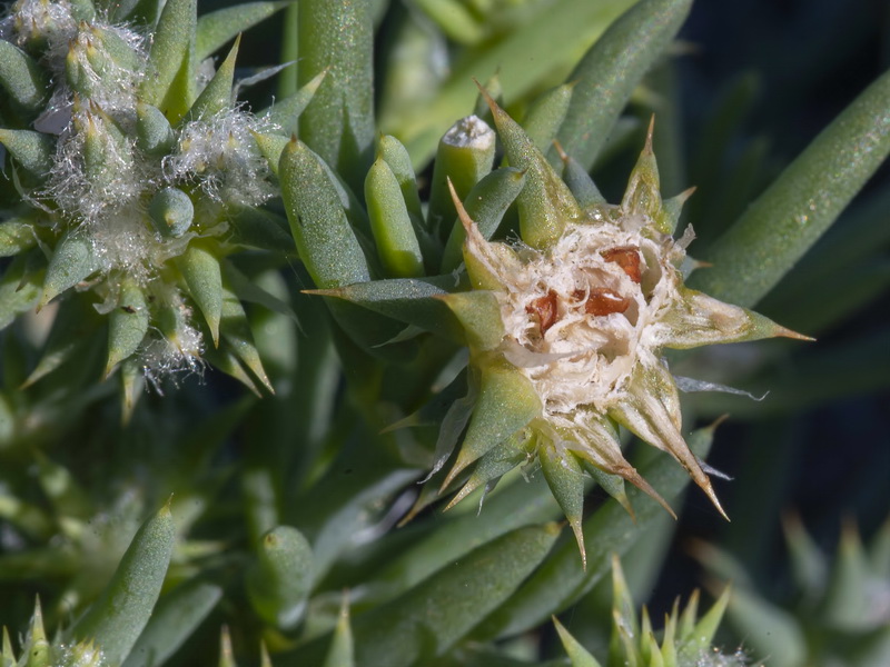 Gymnocarpus sclerocephalus.28