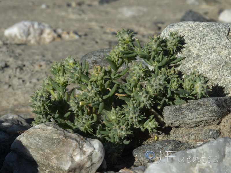 Gymnocarpus sclerocephalus.15