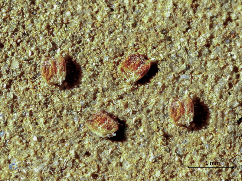 Gymnocarpus sclerocephalus.36