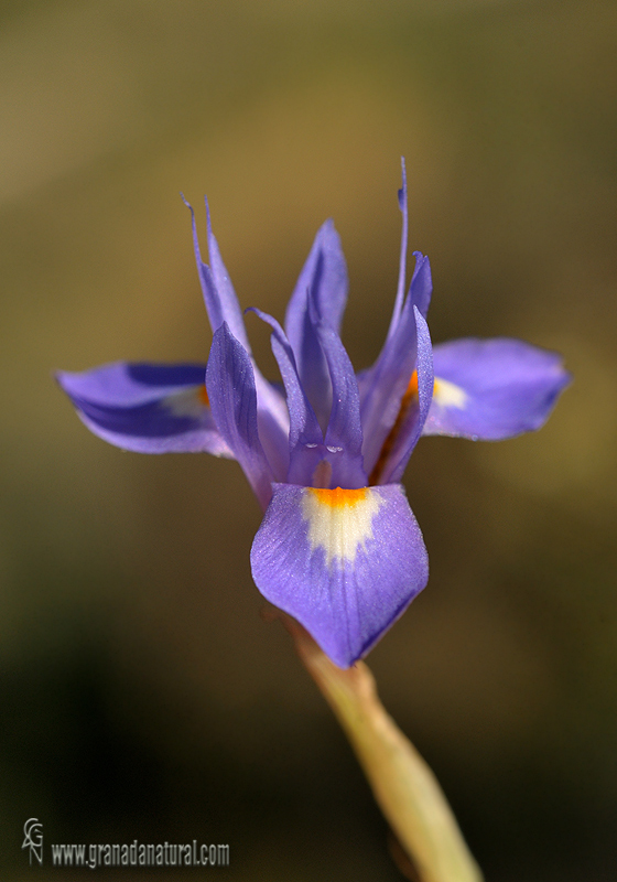Gynandriris sisyrinchium
