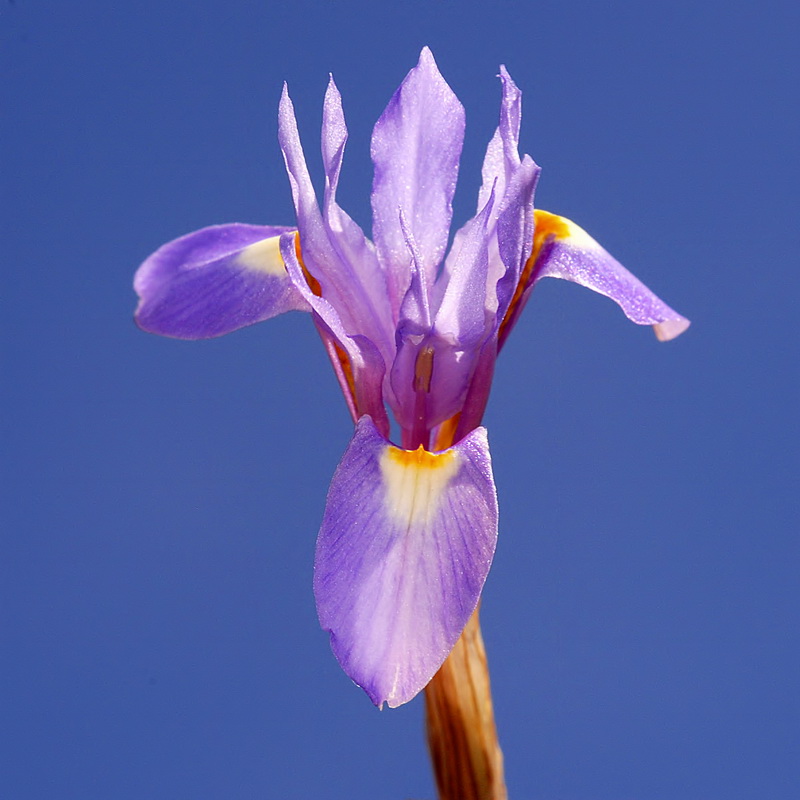 Gynandriris sisyrinchium.03