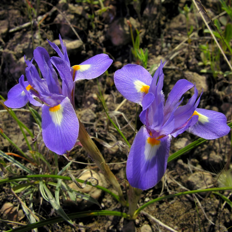 Gynandriris sisyrinchium.06
