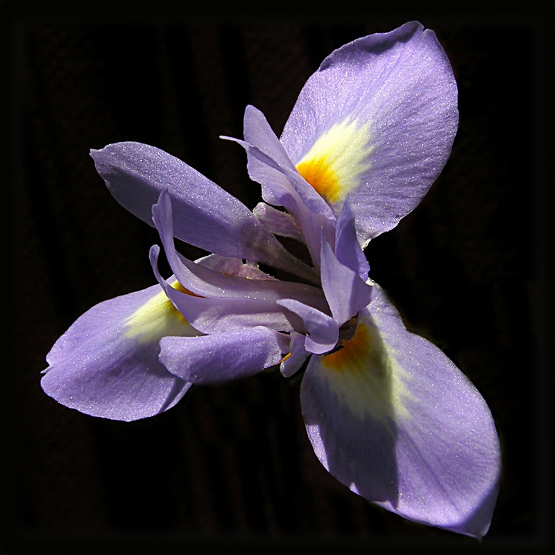 Gynandriris sisyrinchium.07