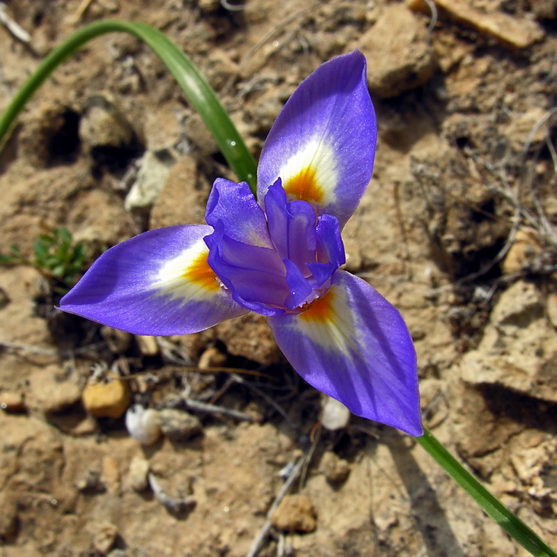 Gynandriris sisyrinchium.09
