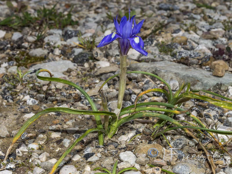 Gynandriris sisyrinchium.10