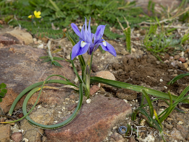 Gynandriris sisyrinchium.01