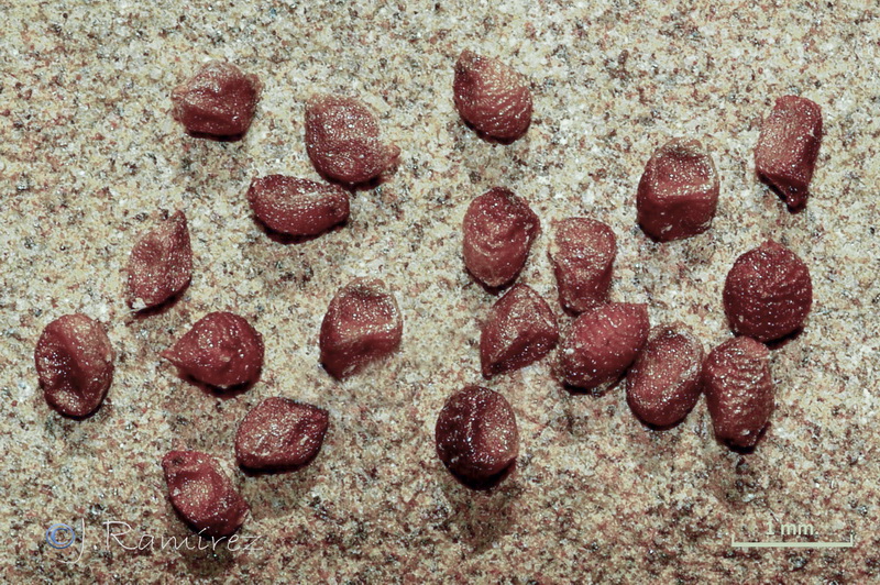 Gynandriris sisyrinchium.23