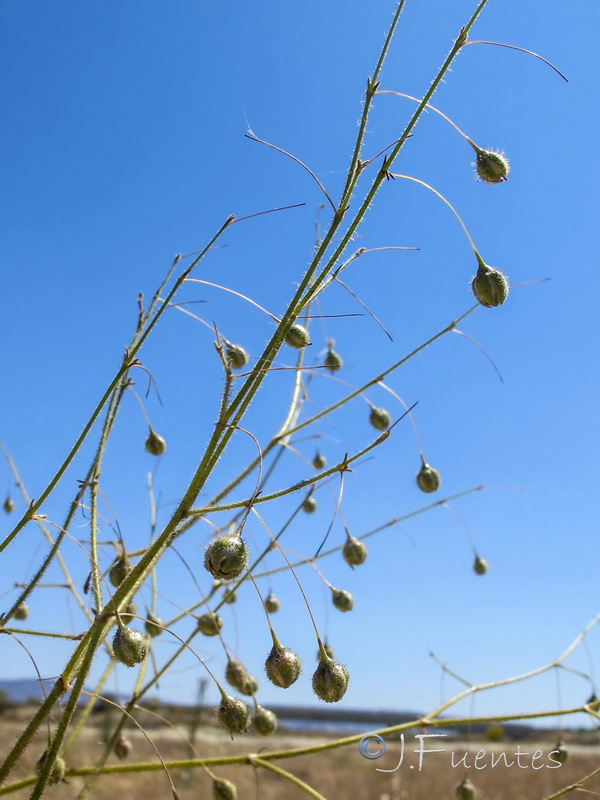 Gypsophila pilosa.03