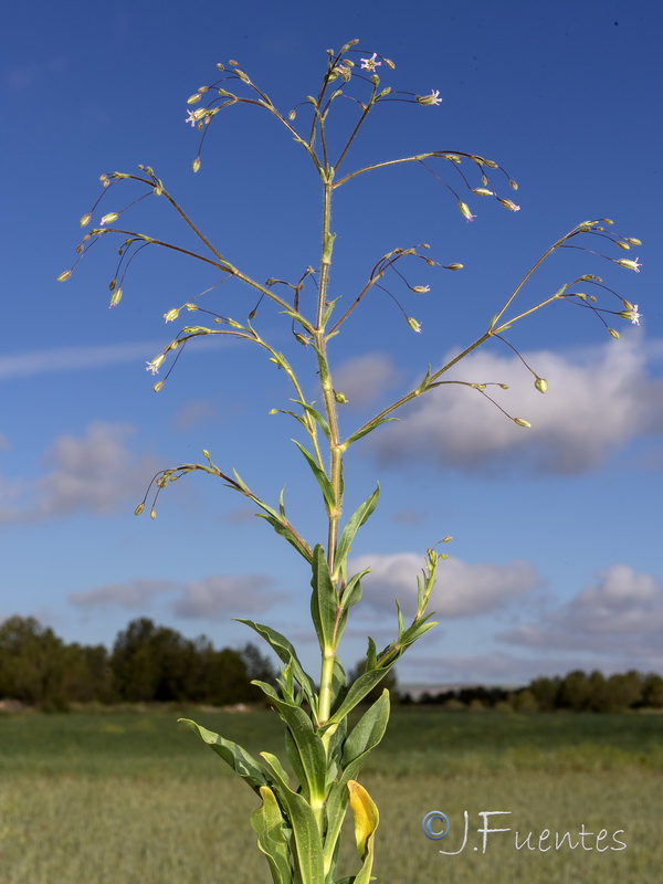 Gypsophila pilosa.05