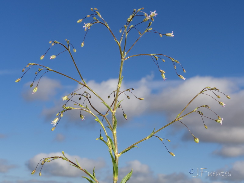 Gypsophila pilosa.09