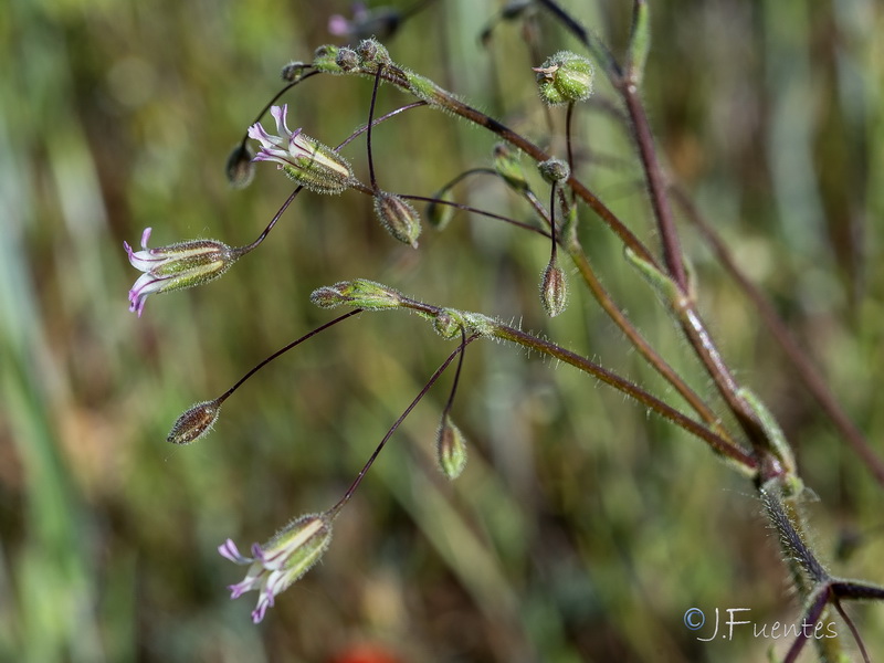 Gypsophila pilosa.10