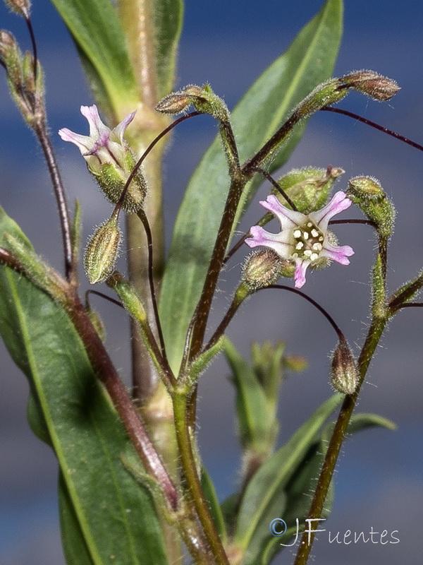 Gypsophila pilosa.12