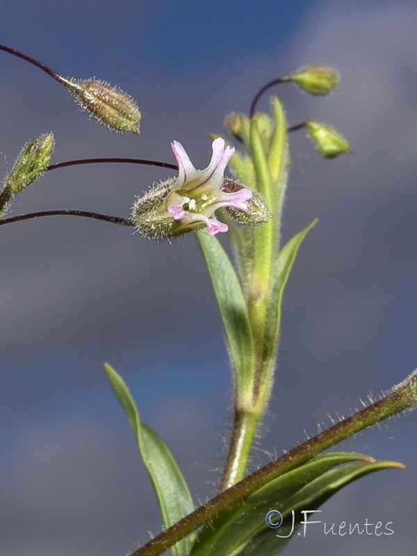 Gypsophila pilosa.13