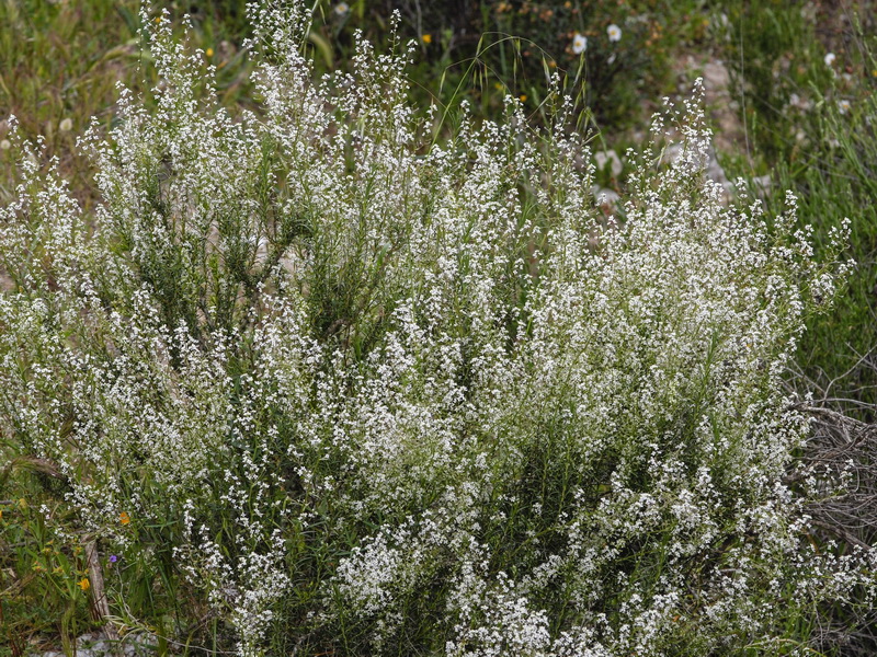 Gypsophila struthium struthium.04