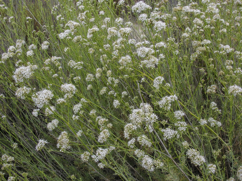 Gypsophila struthium struthium.06