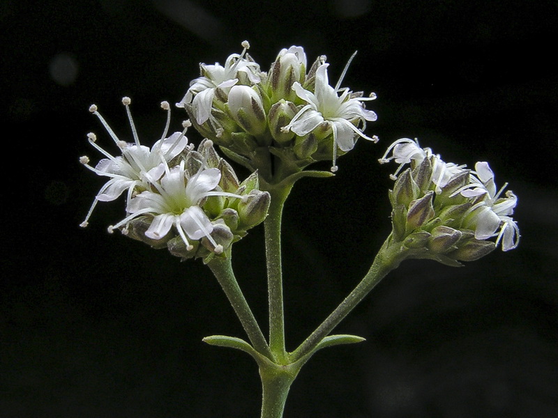 Gypsophila struthium struthium.19