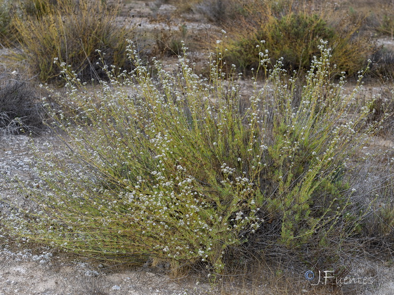 Gypsophila struthium struthium.26