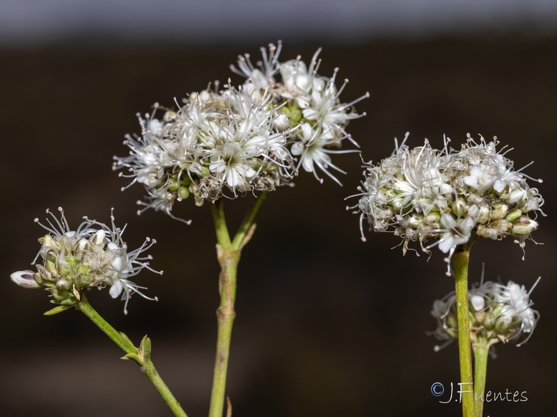 Gypsophila struthium struthium.29