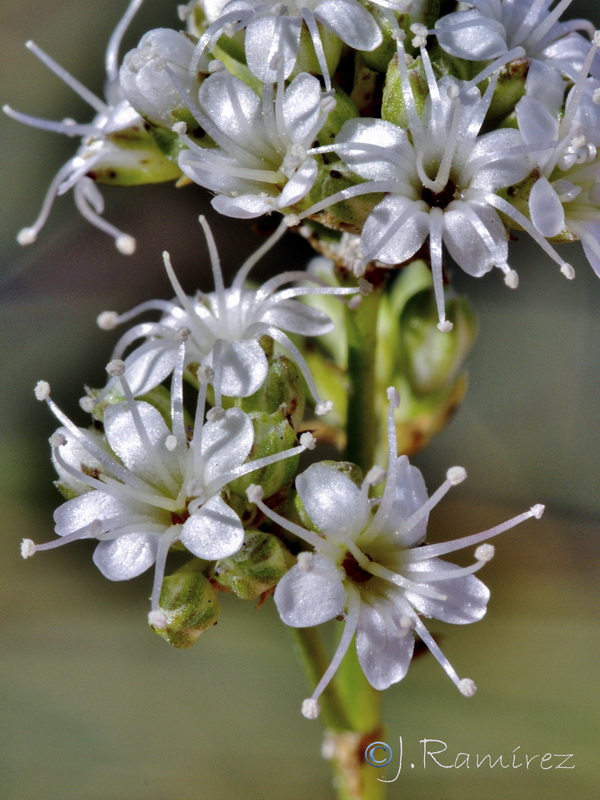 Gypsophila struthium struthium.32