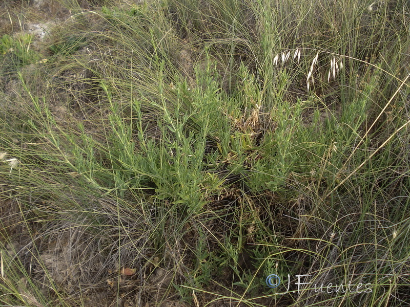 Gypsophila tomentosa.03