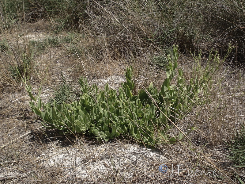 Gypsophila tomentosa.04