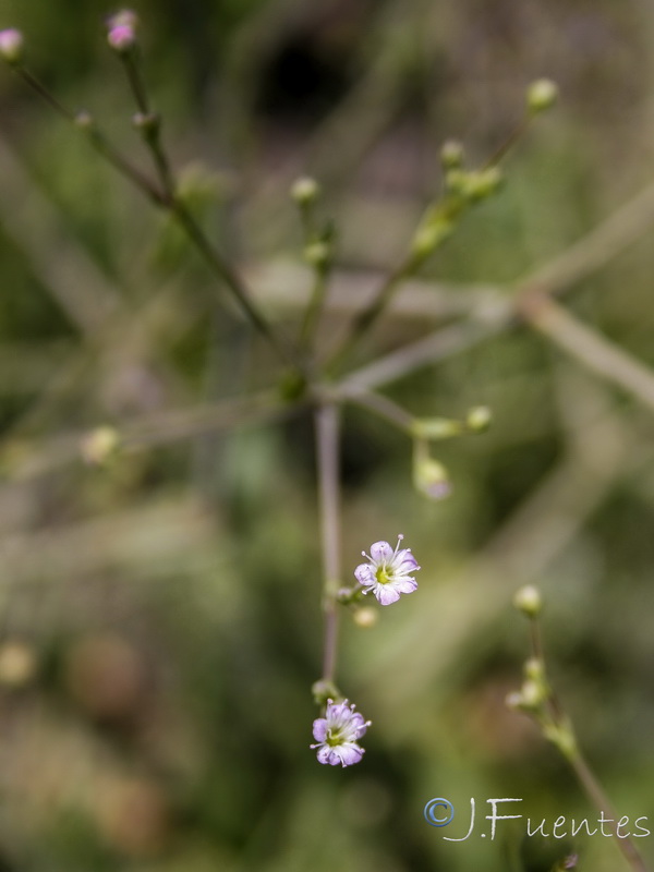 Gypsophila tomentosa.08