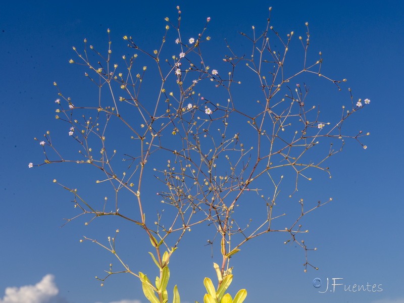 Gypsophila tomentosa.09