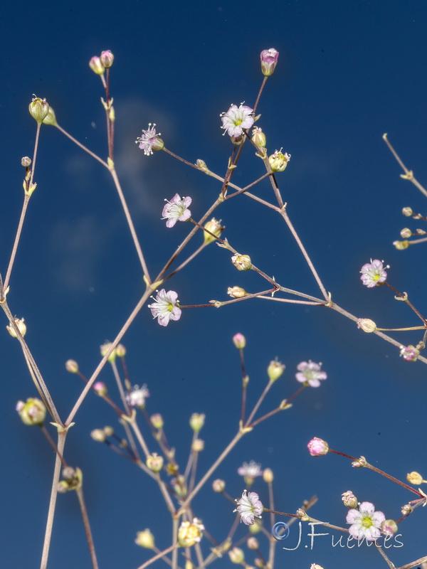 Gypsophila tomentosa.10