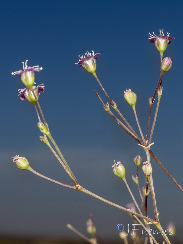 Gypsophila tomentosa.11