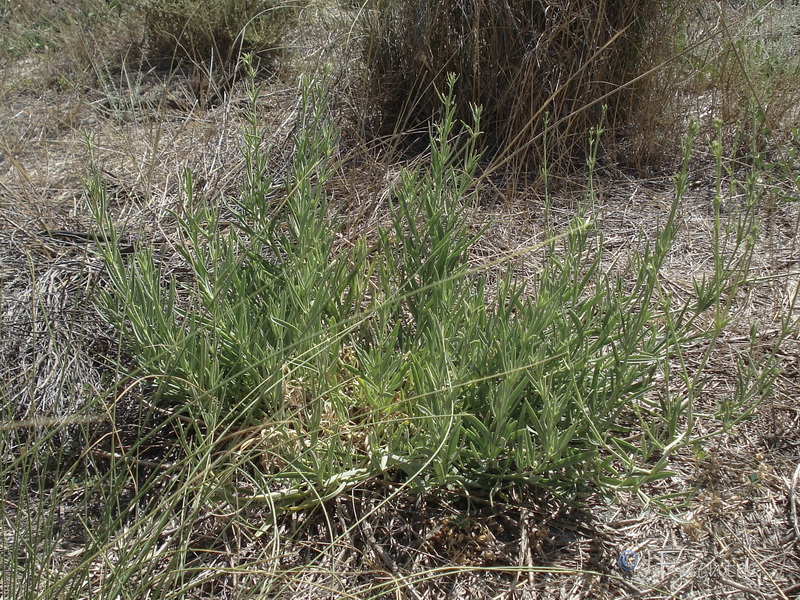 Gypsophila tomentosa x struthium.01