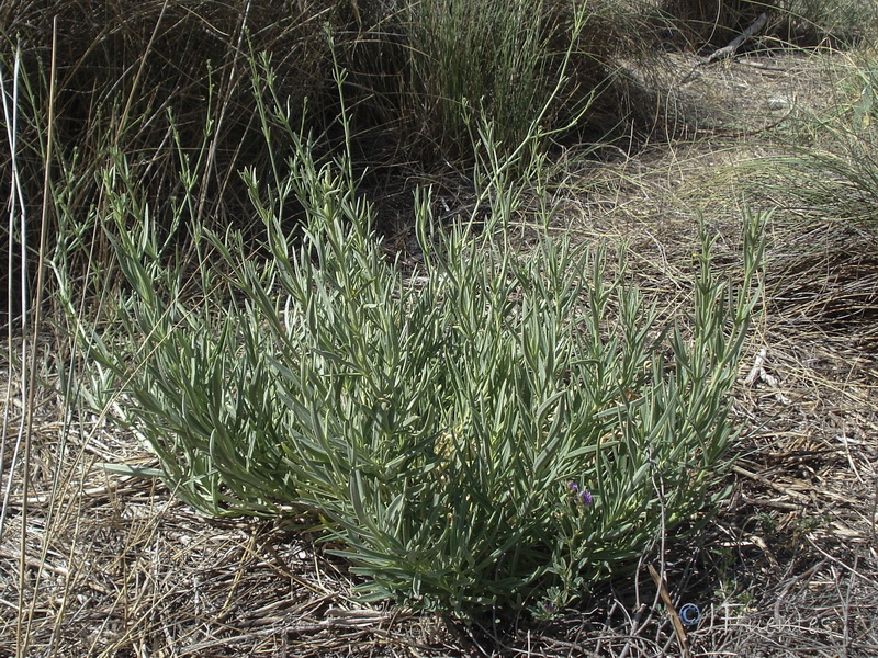 Gypsophila tomentosa x struthium.02