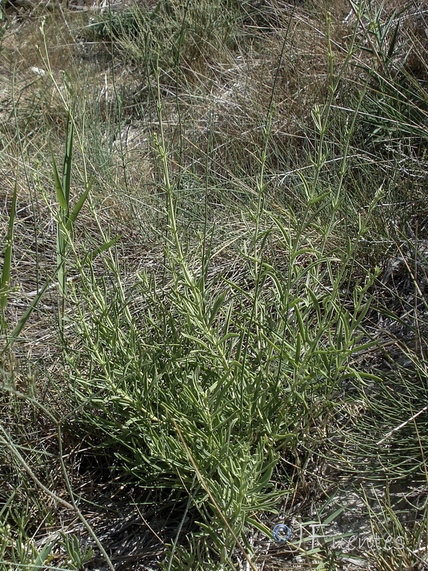 Gypsophila tomentosa x struthium.03