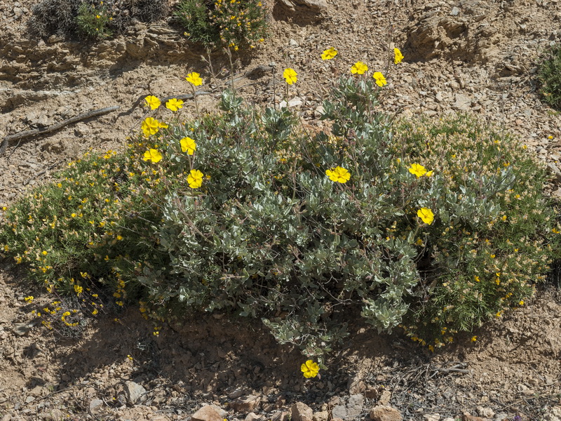 Halimium atriplicifolium atriplicifolium.01