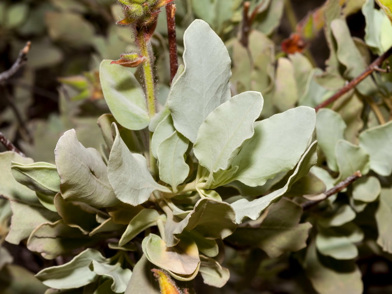 Halimium atriplicifolium atriplicifolium.03