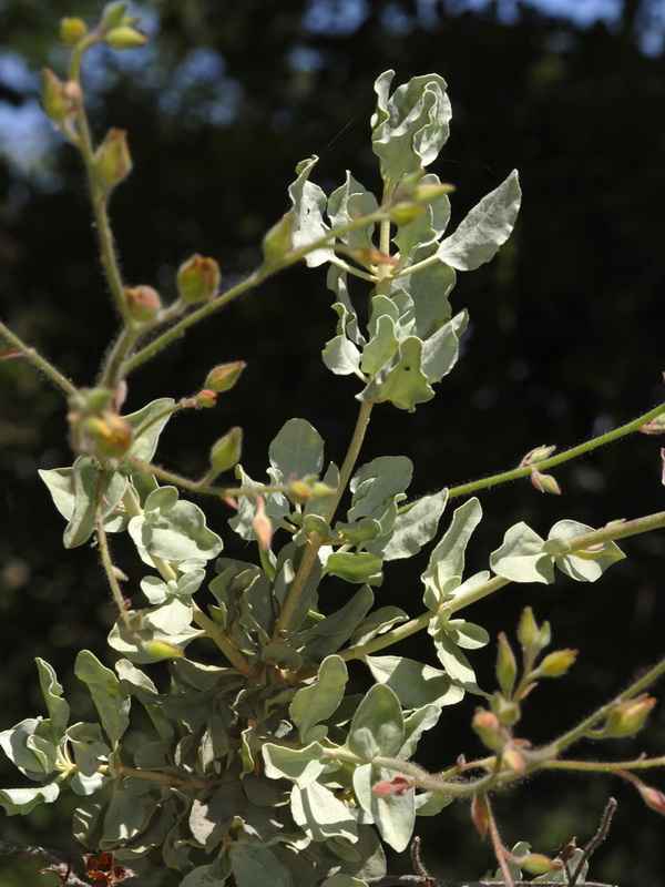 Halimium atriplicifolium atriplicifolium.05