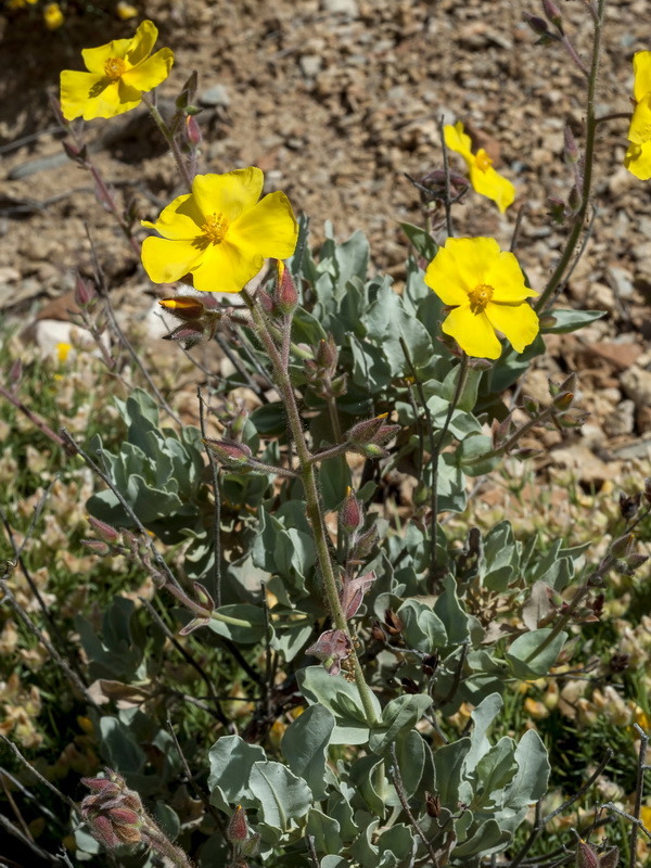 Halimium atriplicifolium atriplicifolium.08