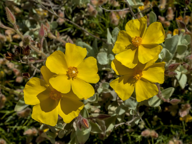 Halimium atriplicifolium atriplicifolium.09