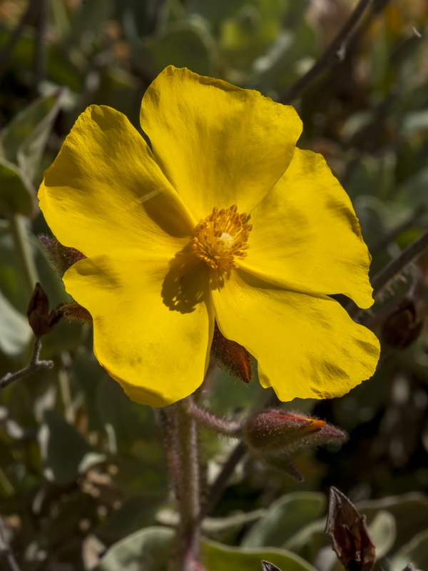 Halimium atriplicifolium atriplicifolium.10