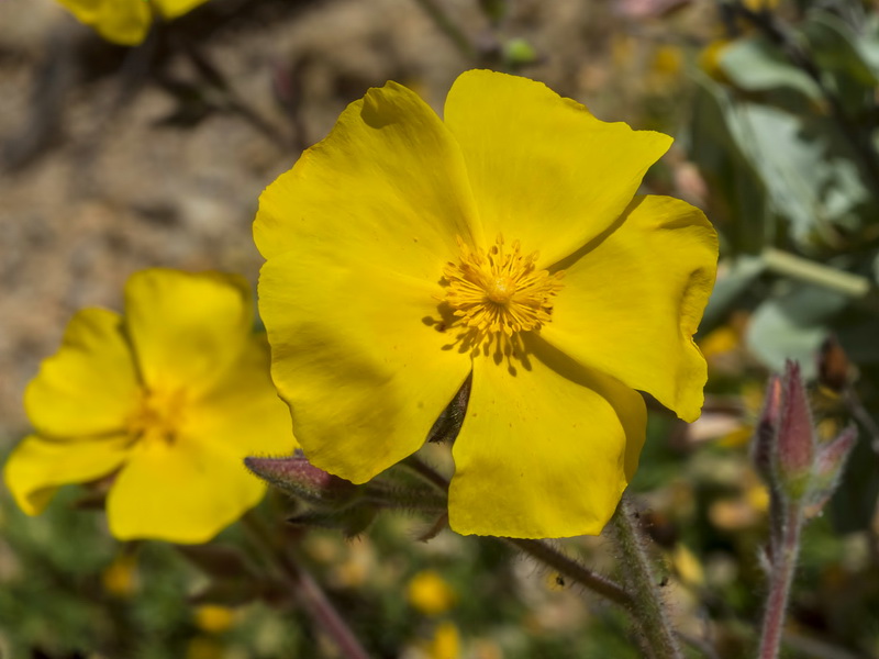 Halimium atriplicifolium atriplicifolium.11