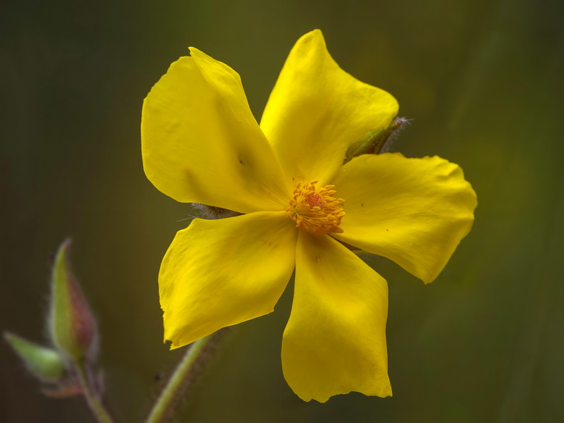 Halimium atriplicifolium atriplicifolium.14