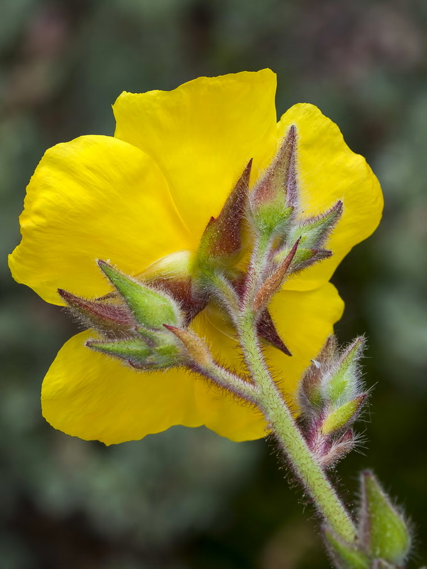 Halimium atriplicifolium atriplicifolium.19