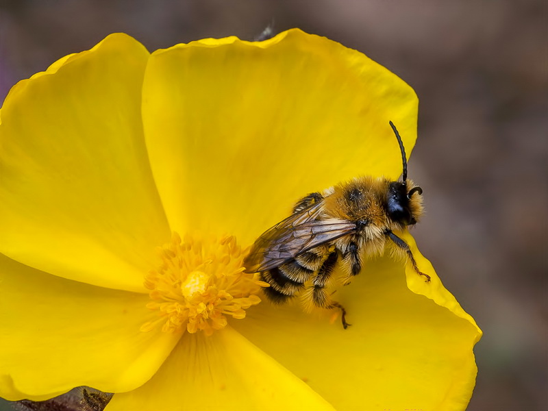 Halimium atriplicifolium atriplicifolium.20
