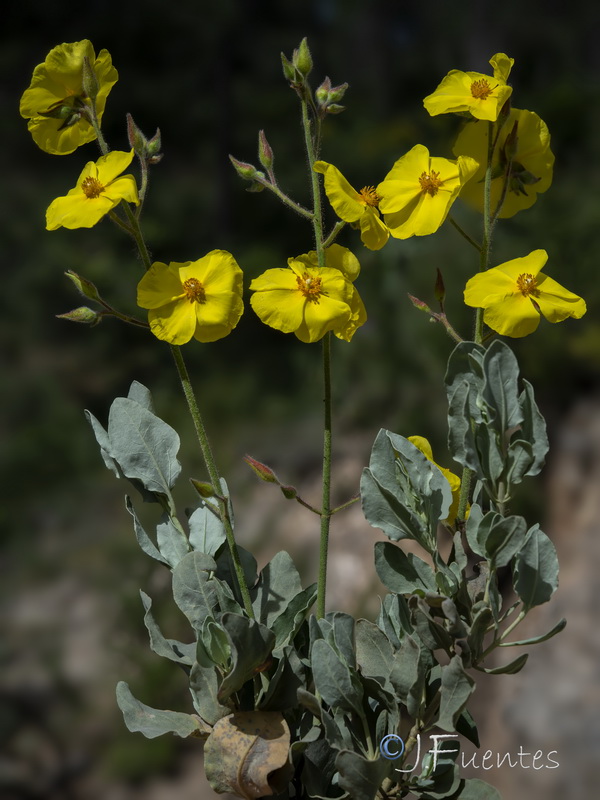 Halimium atriplicifolium atriplicifolium.21
