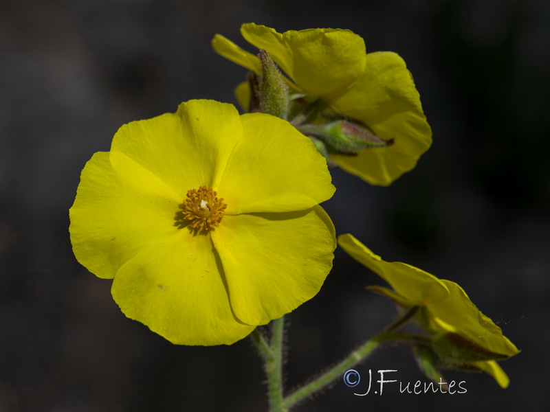 Halimium atriplicifolium atriplicifolium.11