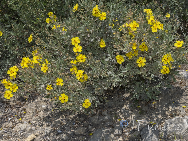 Halimium halimifolium halimifolium.07