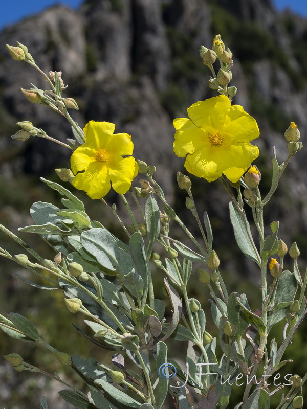 Halimium halimifolium halimifolium.11